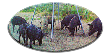 Wild-Boar-Hunt-Image01